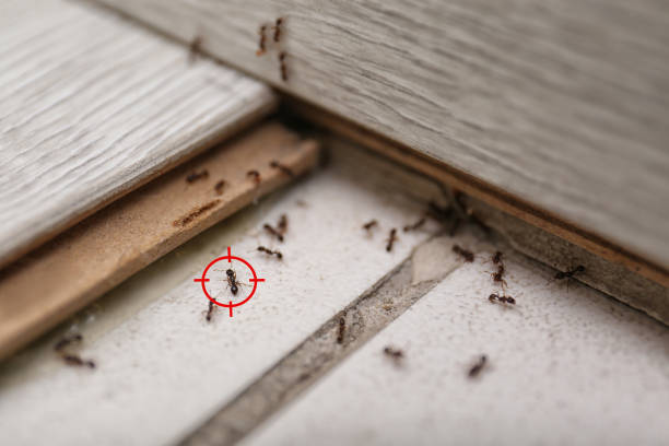 Best Termite Control Services  in Woodville, TX