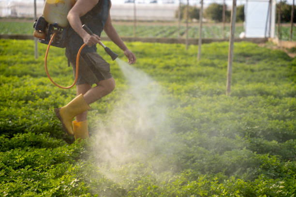 Wasp Removal Services in Woodville, TX