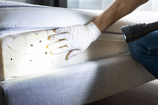 Best Termite Control Services  in Woodville, TX