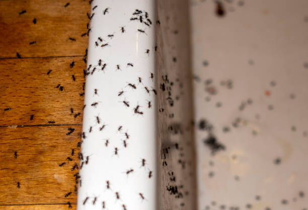 Best Affordable Pest Control Services  in Woodville, TX